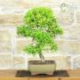 Bonsai Pepe Giapponese h.48cm | Pollice Verde Store