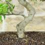 Bonsai Pepe Giapponese h.48cm | Pollice Verde Store