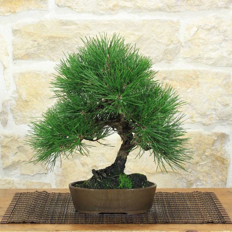 Bonsai Pino Nero Thunbergii h.30cm – Pollice Verde Store