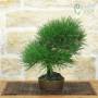 Bonsai Pino Nero Thunbergii h.30cm – Pollice Verde Store