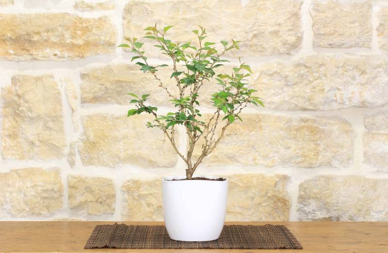 2 - Bonsai di Ciliegio Giapponese Kojo-no-mai in vaso ceramica quadrato