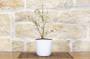 3 - Bonsai di Ciliegio Giapponese Kojo-no-mai in vaso ceramica quadrato