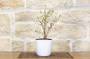 4 - Bonsai di Ciliegio Giapponese Kojo-no-mai in vaso ceramica quadrato