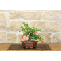 Flowering Shohin Pomegranate bonsai tree (123)