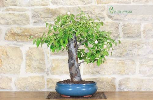2 - Bonsai di Melo Cotogno (9)
