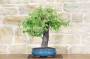 3 - Bonsai di Melo Cotogno (9)
