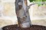 4 - Bonsai di Melo Cotogno (9)