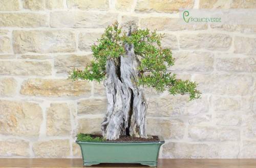 2 - Bonsai Yamadori di Melograno (3)