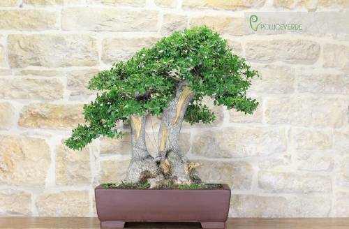 2 - Bonsai Yamadori di Phyllirea (3)