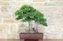 3 - Bonsai Yamadori di Phyllirea (3)