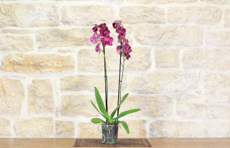 286 - Orchidea Phalaenopsis - 5 diversi colori - varietà rare - vaso 12 cm. -
