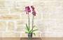 286 - Orchidea Phalaenopsis - 5 diversi colori - varietà rare - vaso 12 cm. -