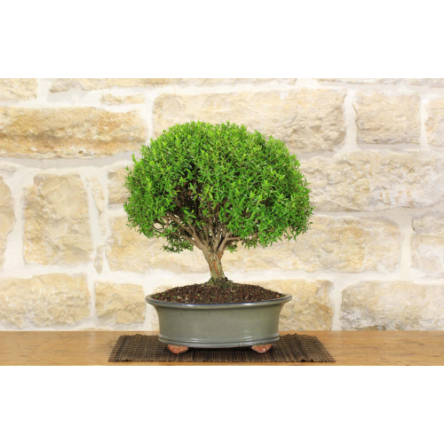 Myrtle bonsai tree Microphylla (27)
