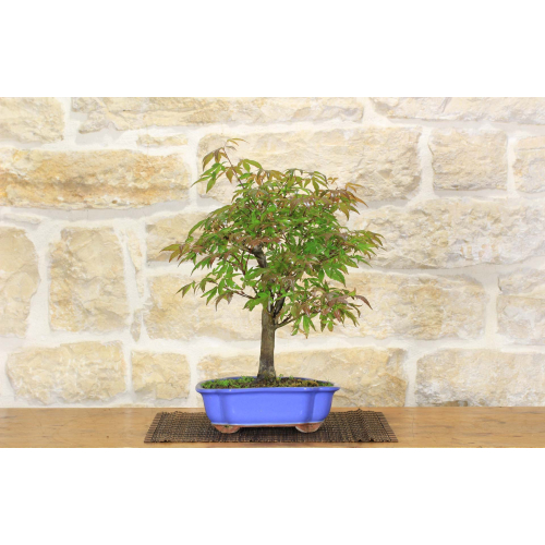 Palmate-Ahorn-Bonsai-Baum (46)