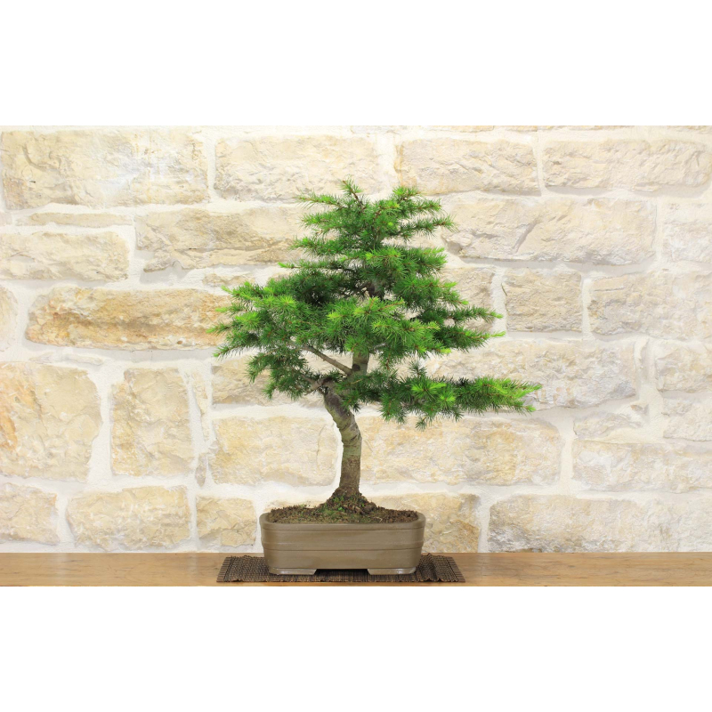 Cedar bonsai (21)