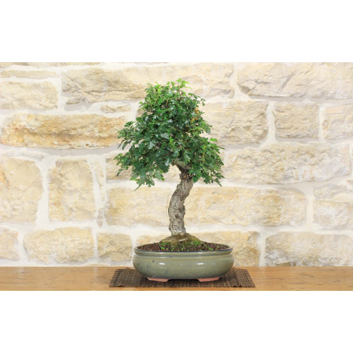 Weißdorn-Bonsaibaum (22)