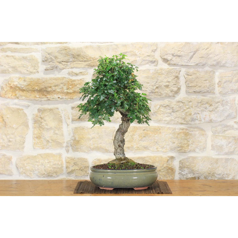 Hawthorn bonsai tree (22)