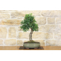 Hawthorn bonsai tree (22)