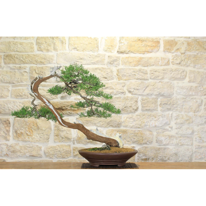 Cypress bonsai tree (14)