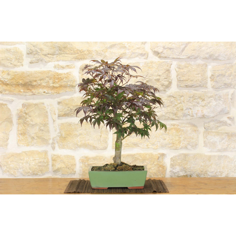 Palmate-Ahorn-Bonsai-Baum (45)