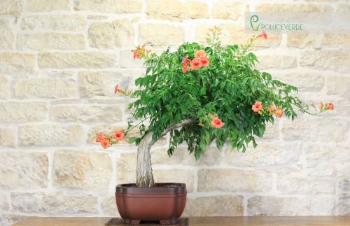 2 - Bonsai di Bignonia (5)