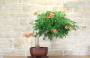 2 - Bonsai di Bignonia (5)