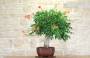 3 - Bonsai di Bignonia (5)