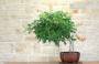 4 - Bonsai di Bignonia (5)
