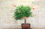 5 - Bonsai di Bignonia (5)