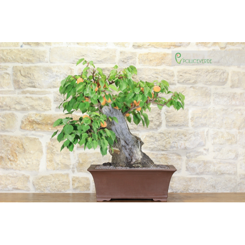 Apricot Yamadori bonsai tree (4)