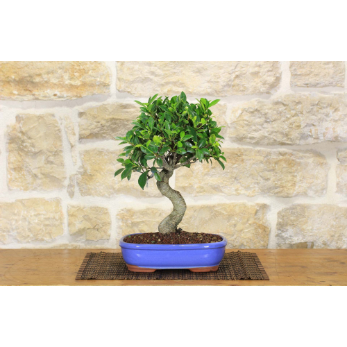 Ficus Retusa Bonsai-Baum (153)