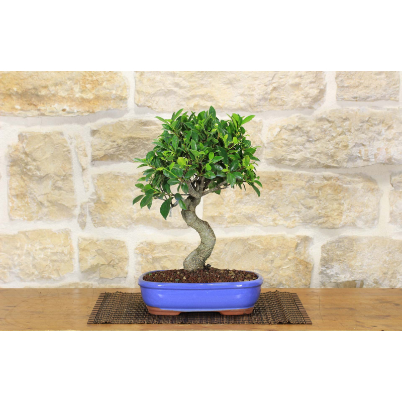 Ficus Retusa bonsai tree (153)