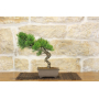 Pine Pentaphilla bonsai tree (44)