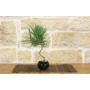 Thunbergii Black Pine Bonsai (41)