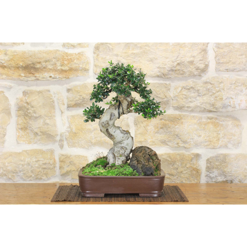 Olive bonsai (242)