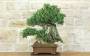 Bonsai di Olivo (126)