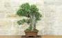 3 - Bonsai di Olivo (126)