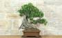 4 - Bonsai di Olivo (126)