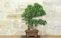 5 - Bonsai di Olivo (126)