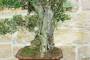 8 - Bonsai di Olivo (126)