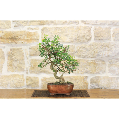 Lentiscus bonsai (63)