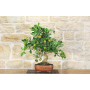 Calamondino bonsai (93)