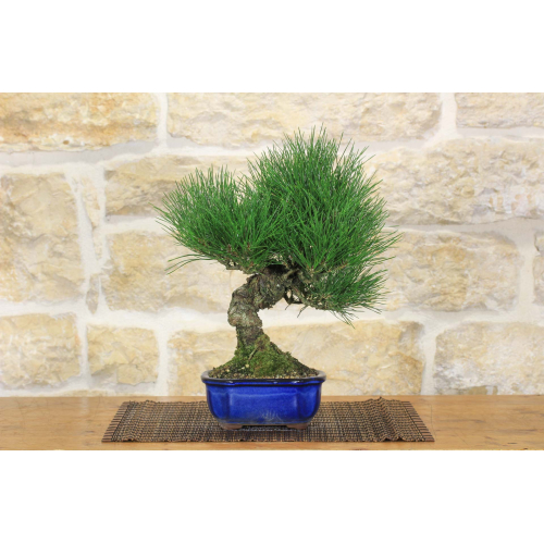Thunbergii Black Pine Bonsai (43)