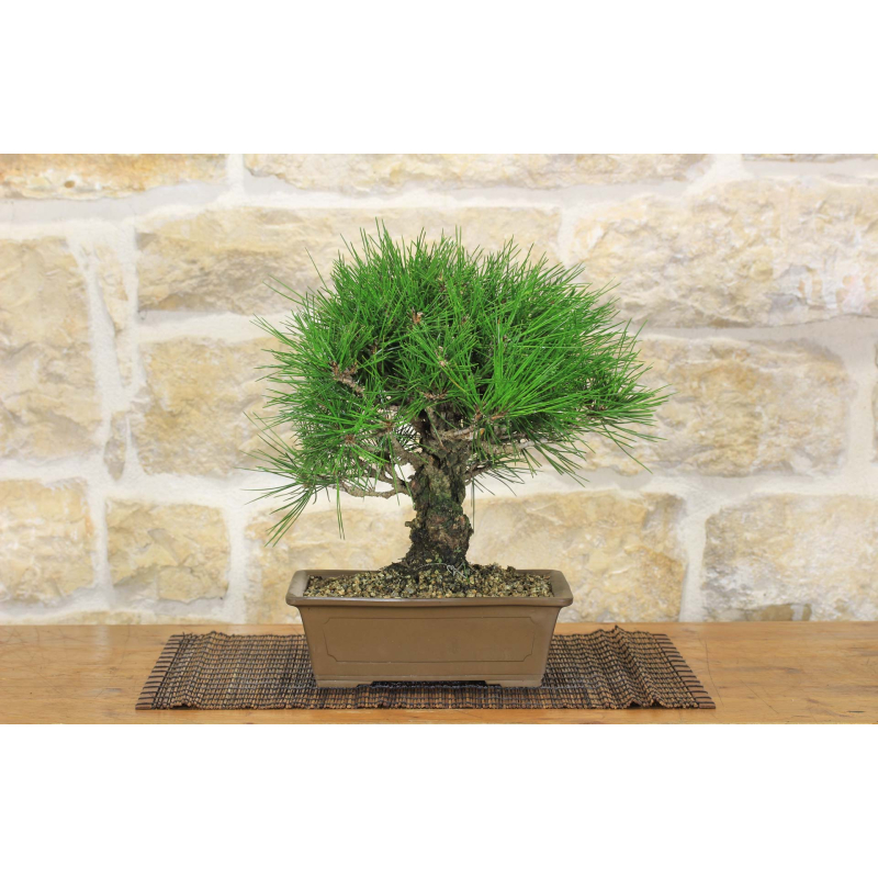 Black Pine Bonsai Thunbergii Yumenishiki (45)