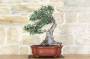 2 - Bonsai di Lentisco (51)