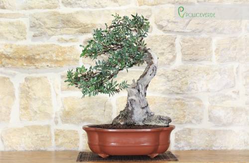 2 - Bonsai di Lentisco (51)