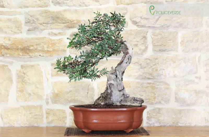 2 - Bonsai di Lentisco (51)
