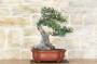 3 - Bonsai di Lentisco (51)