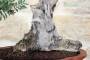 4 - Bonsai di Lentisco (51)