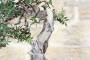 5 - Bonsai di Lentisco (51)